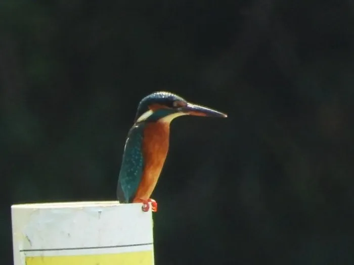 Spotted Common Kingfisher