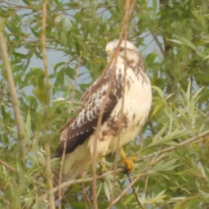 Waargenomen Buizerd