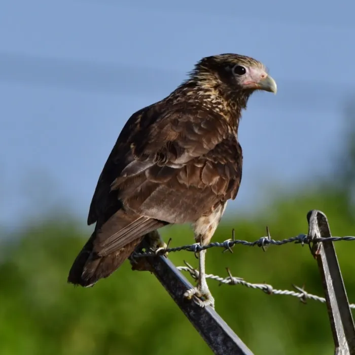 Spotted Yellow-headed Caracara