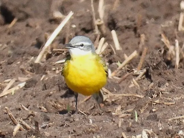 Gespotte Gele kwikstaart