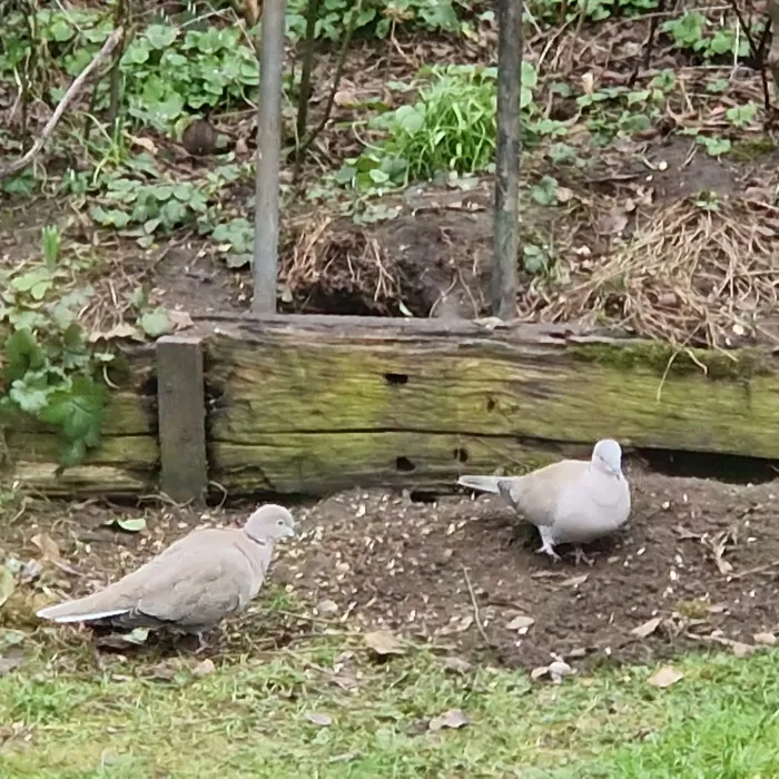 Spotted Eurasian Collared-Dove