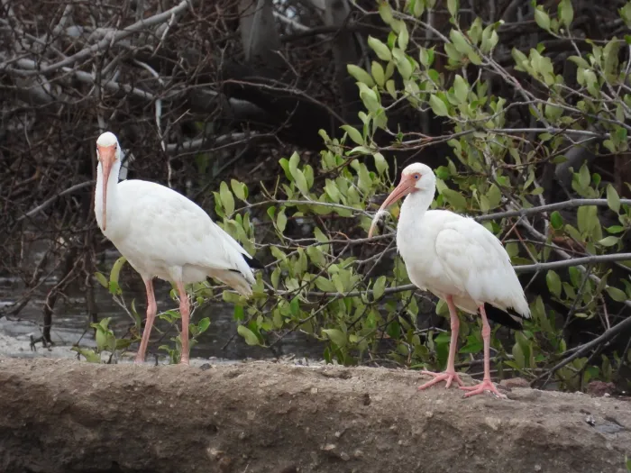 Waargenomen Witte ibis