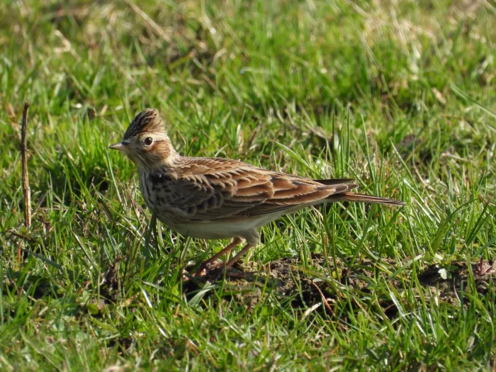 Gespotte Veldleeuwerik