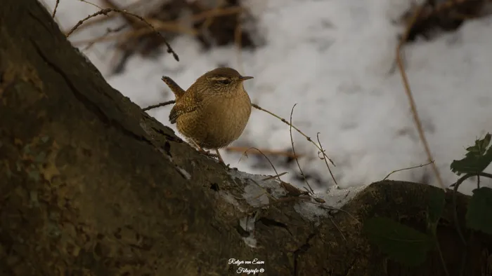 Eurasian Wren