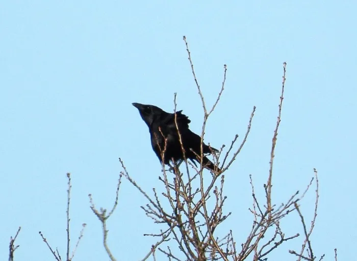 Gespotte Zwarte kraai