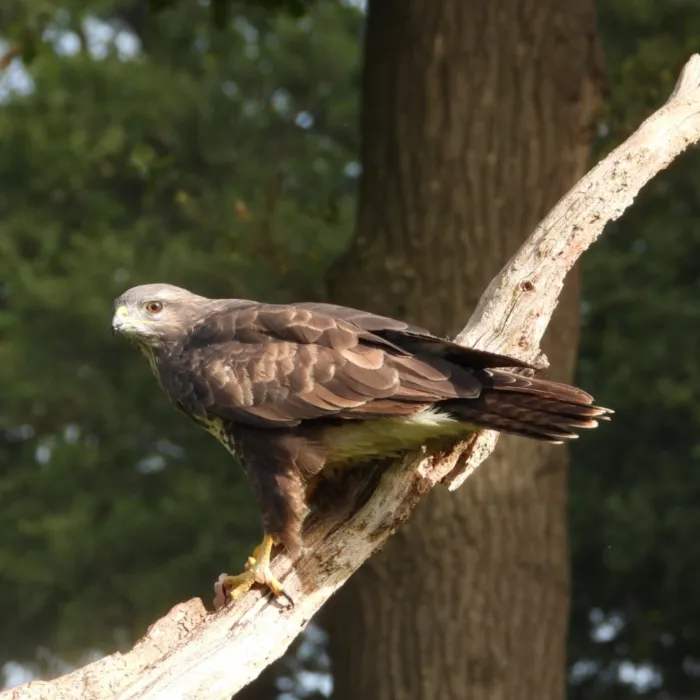 Waargenomen Buizerd
