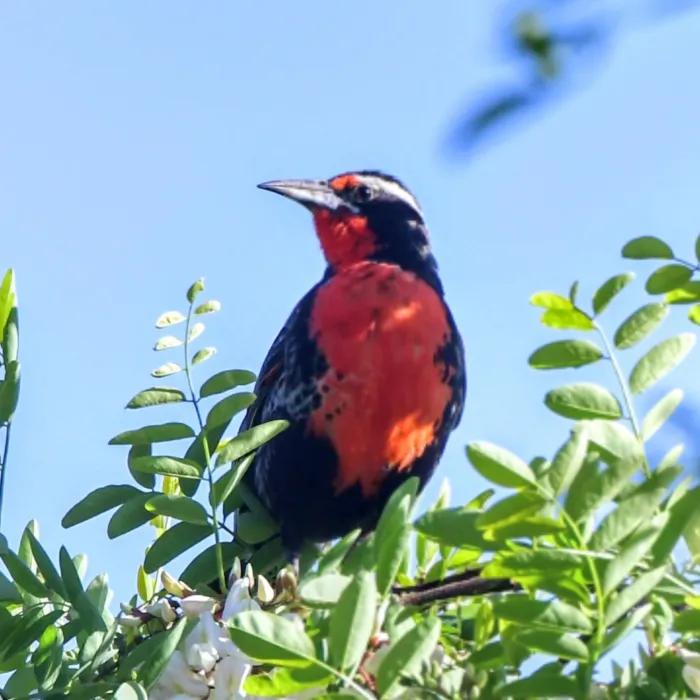 Spotted Long-tailed Meadowlark