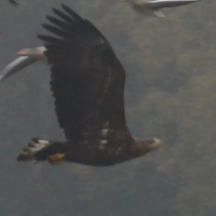 Spotted White-tailed Eagle