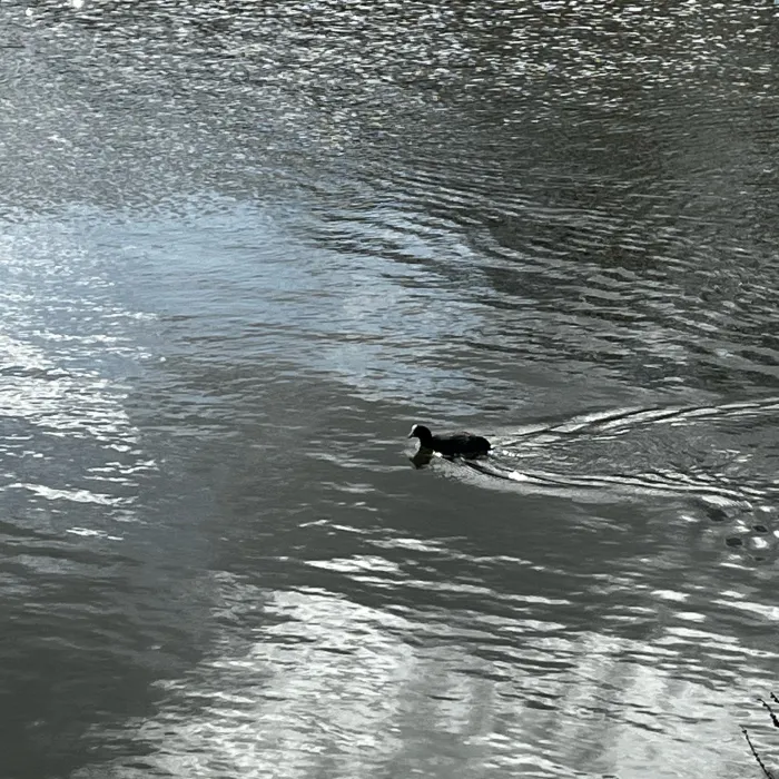 Spotted Eurasian Coot