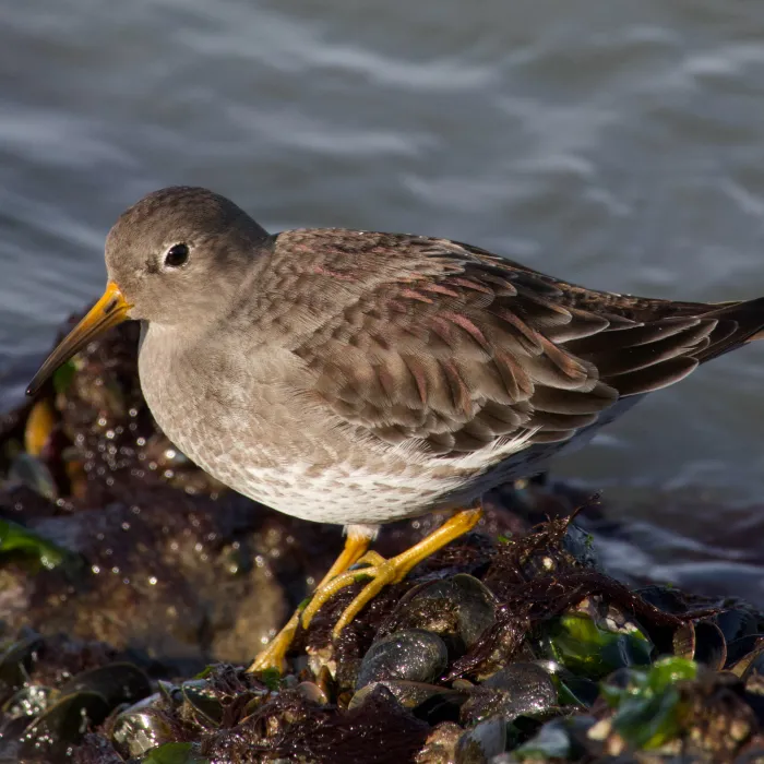 Gespotte Paarse strandloper