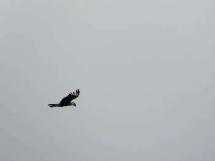 Spotted Crested Caracara