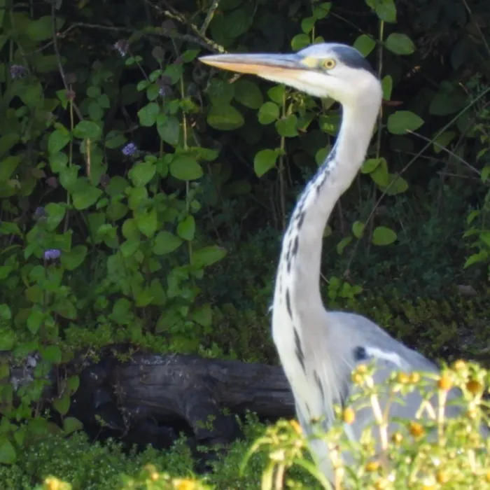 Spotted Gray Heron
