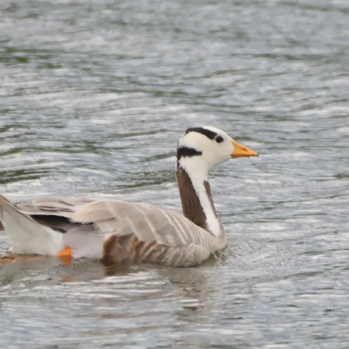 Waargenomen Indische gans
