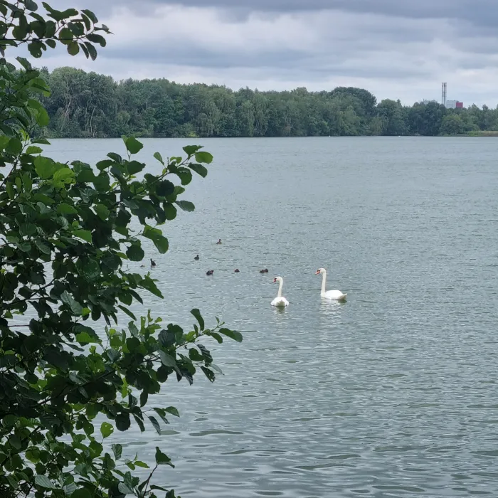 Mute Swan