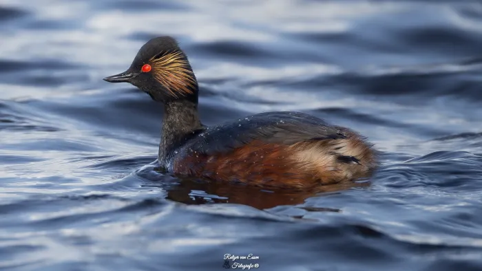Spotted Eared Grebe