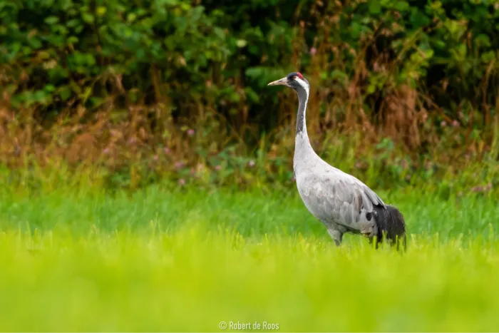 Spotted Common Crane