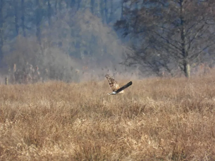 Gespotte Blauwe kiekendief