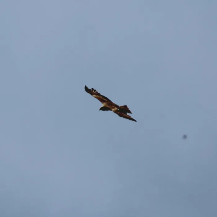 Black Kite