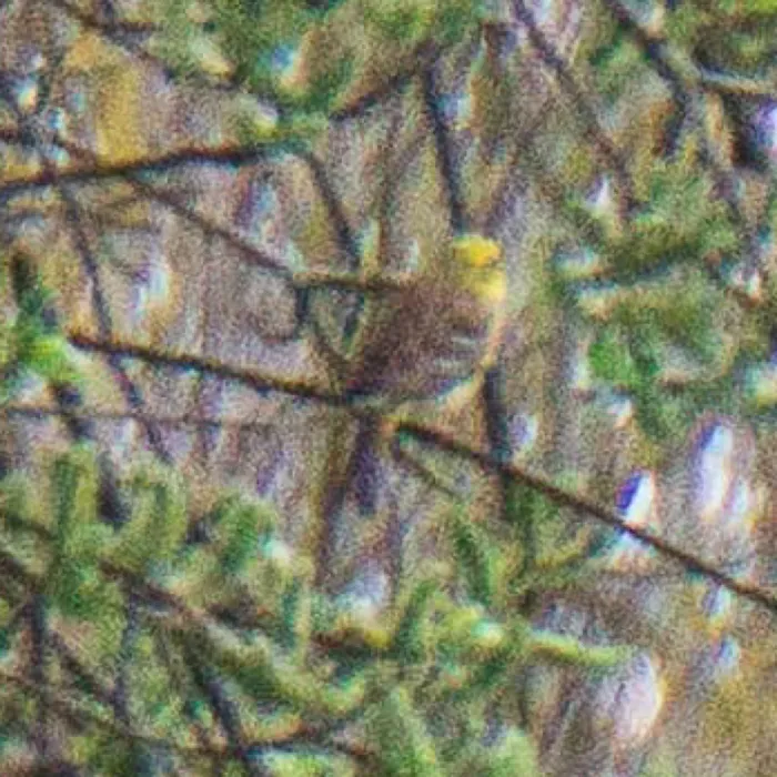 Yellowhammer