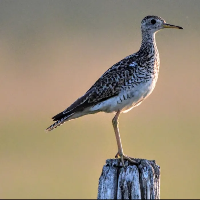 Gespotte Bartrams ruiter