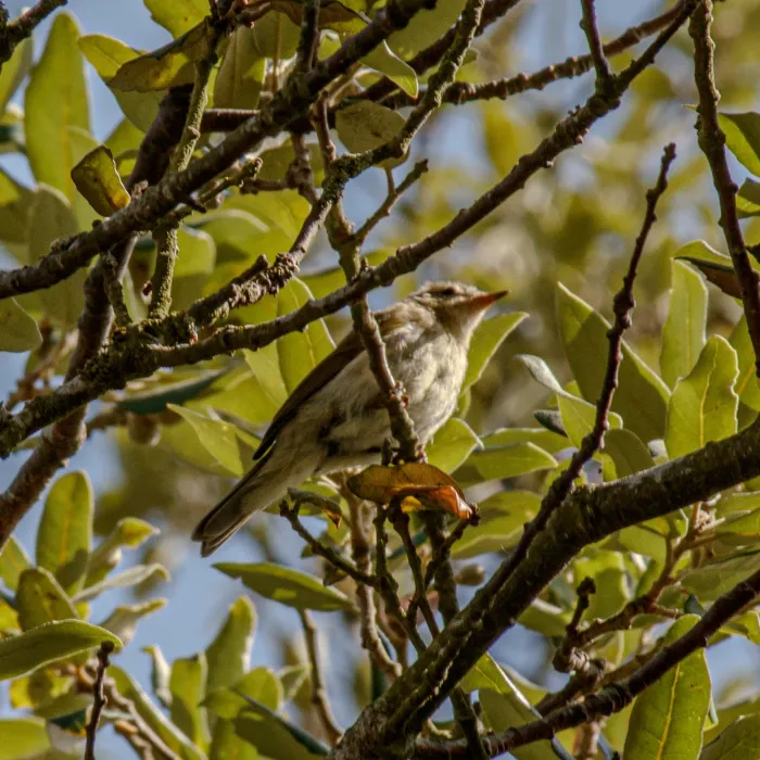 Spotted Willow Warbler