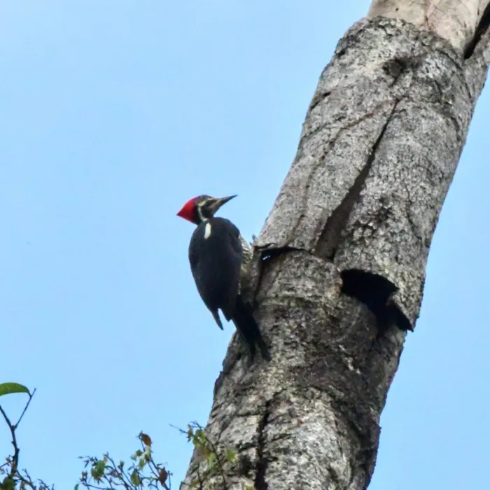 Spotted Lineated Woodpecker