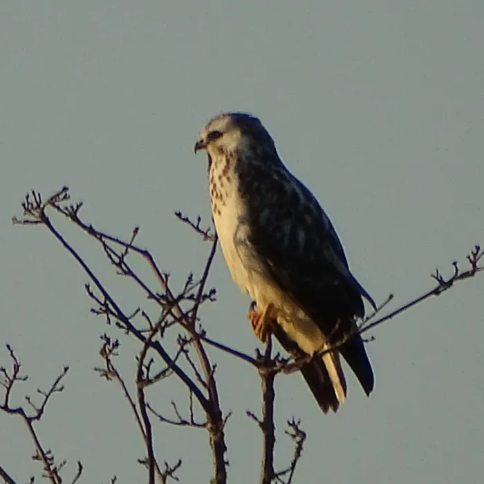 Gespotte Buizerd