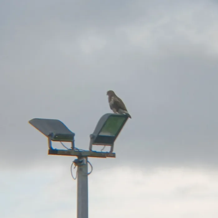 Gespotte Buizerd