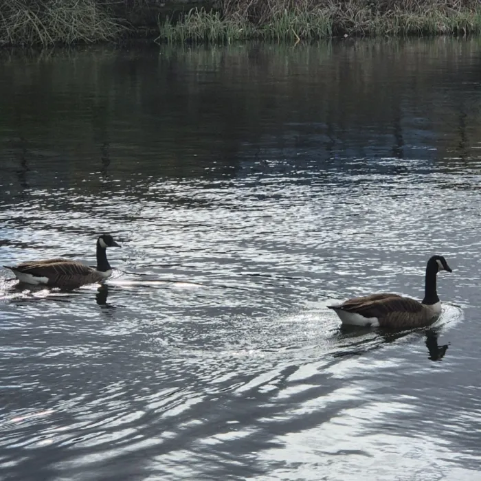 Waargenomen Grote Canadese gans