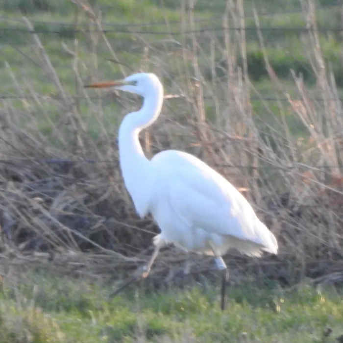 Spotted Great Egret