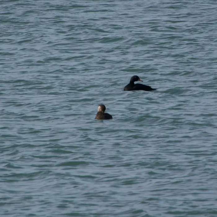 Gespotte Zwarte zee-eend