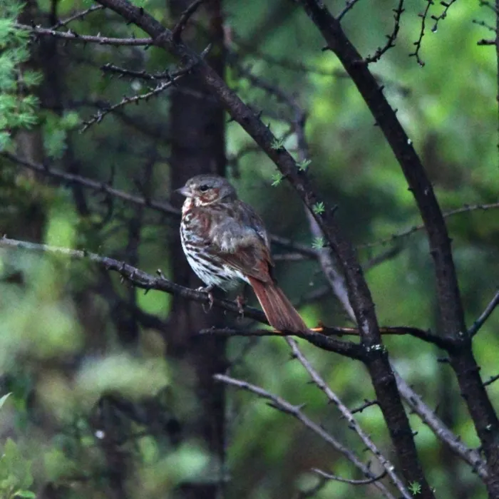 Gespotte Roodstaartgors