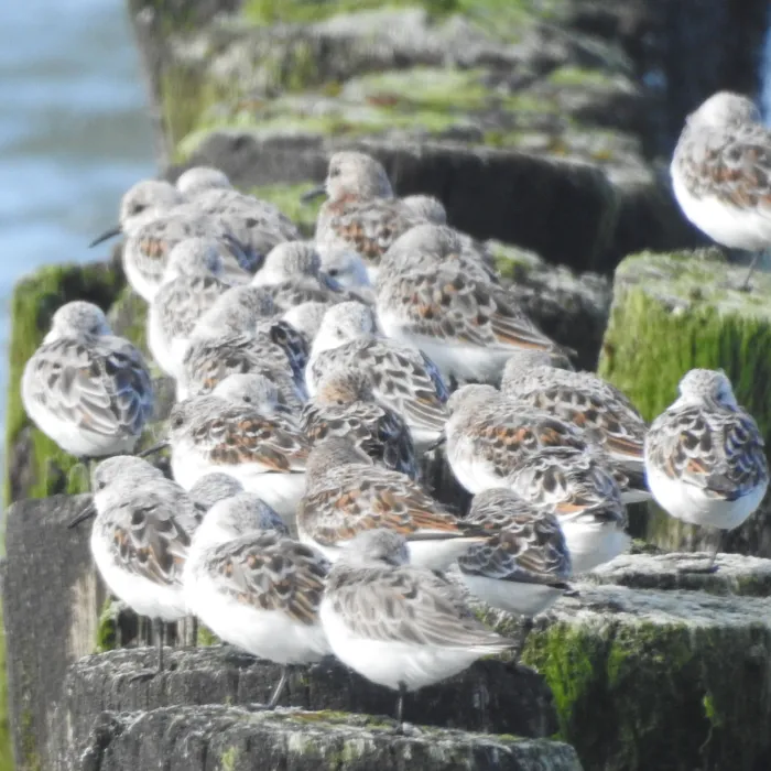 Spotted Sanderling