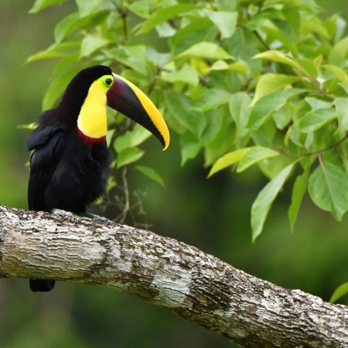 Gespotte Geelkeeltoekan