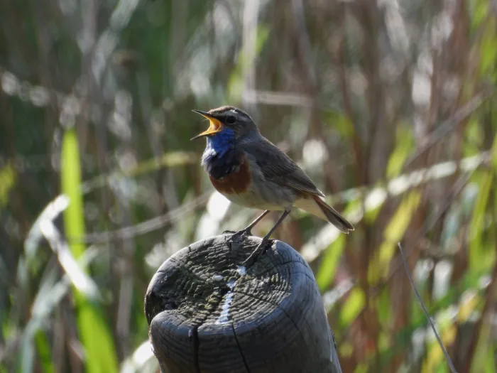 Waargenomen Blauwborst