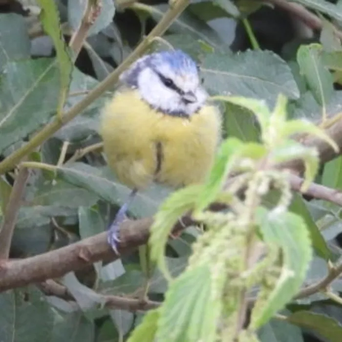 Spotted Eurasian Blue Tit
