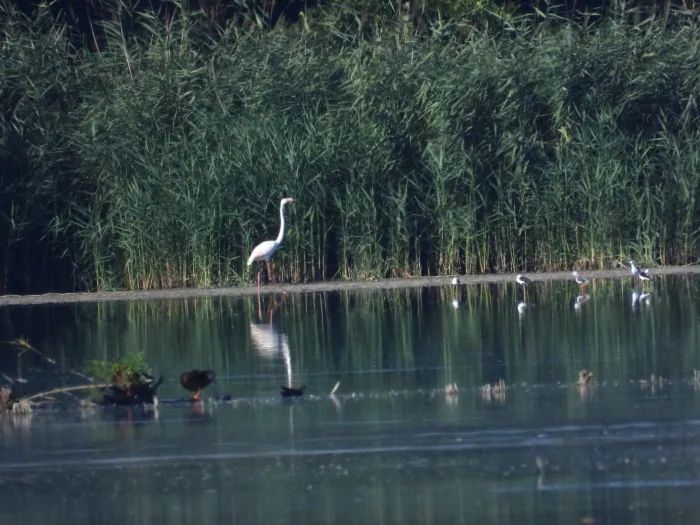Spotted Greater Flamingo