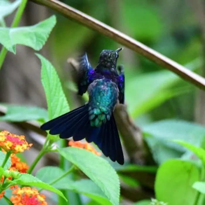 Spotted Fork-tailed Woodnymph