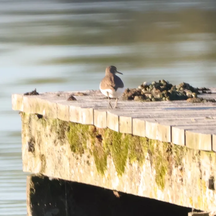 Common Sandpiper