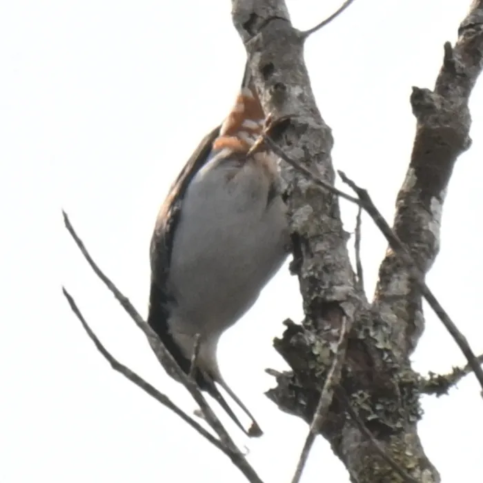 Spotted Giant Nuthatch