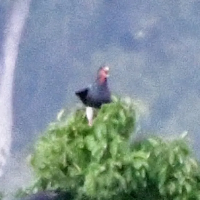 Spotted Red-throated Caracara