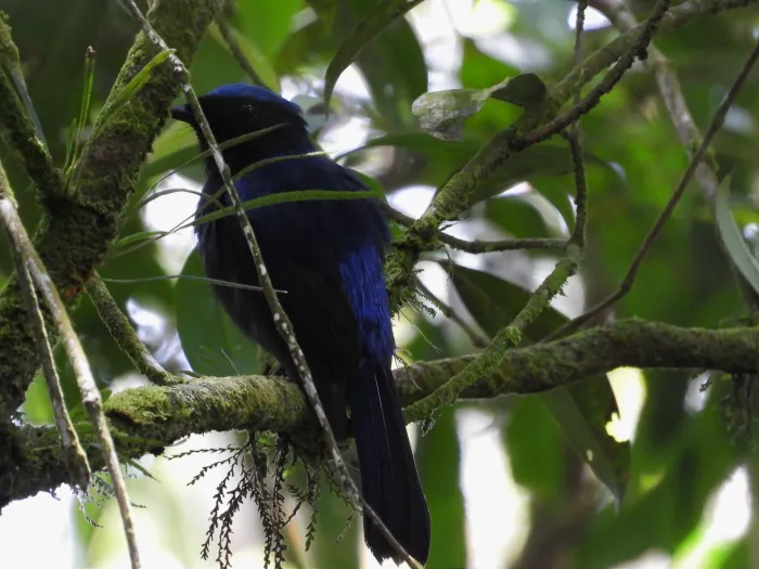 Gespotte Kobaltniltava