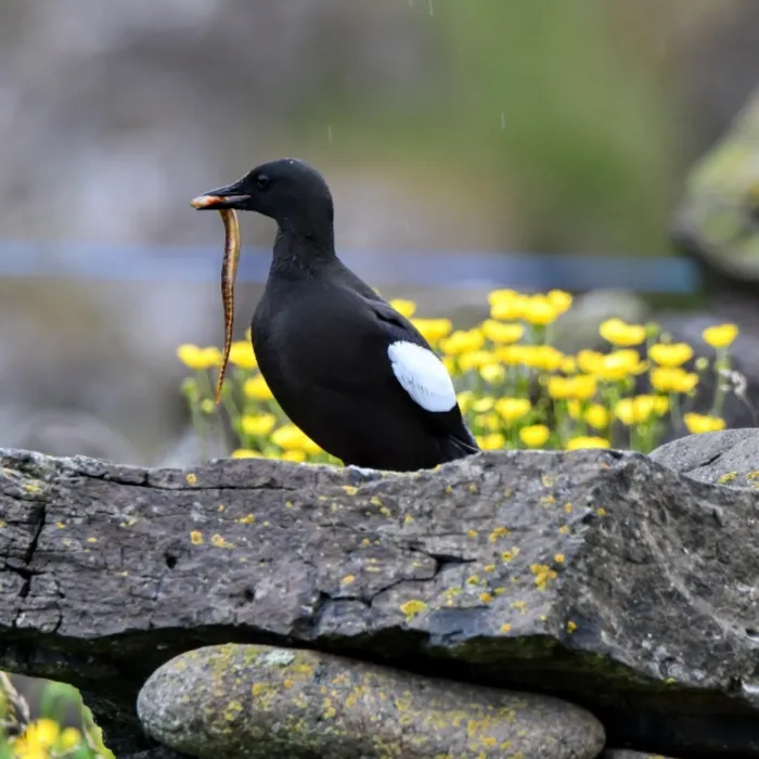 Gespotte Zwarte zeekoet