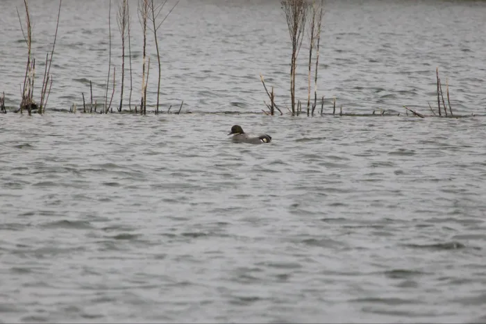 Gespotte Bronskopeend