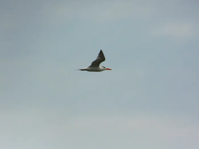 Spotted Royal Tern