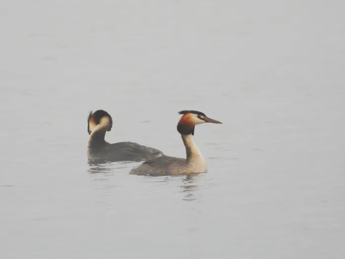 Spotted Great Crested Grebe