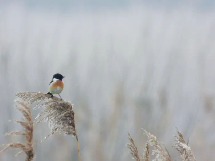 Spotted European Stonechat