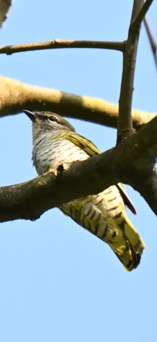 Waargenomen Kaapse rupsvogel