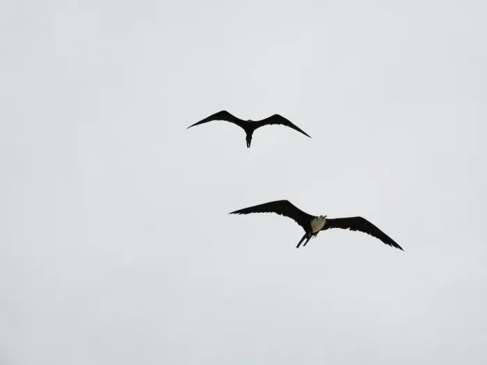 Waargenomen Amerikaanse fregatvogel