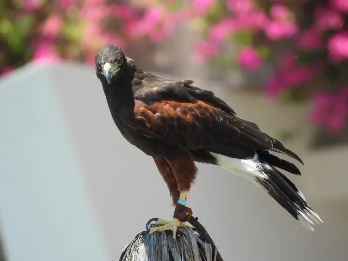 Waargenomen Woestijnbuizerd